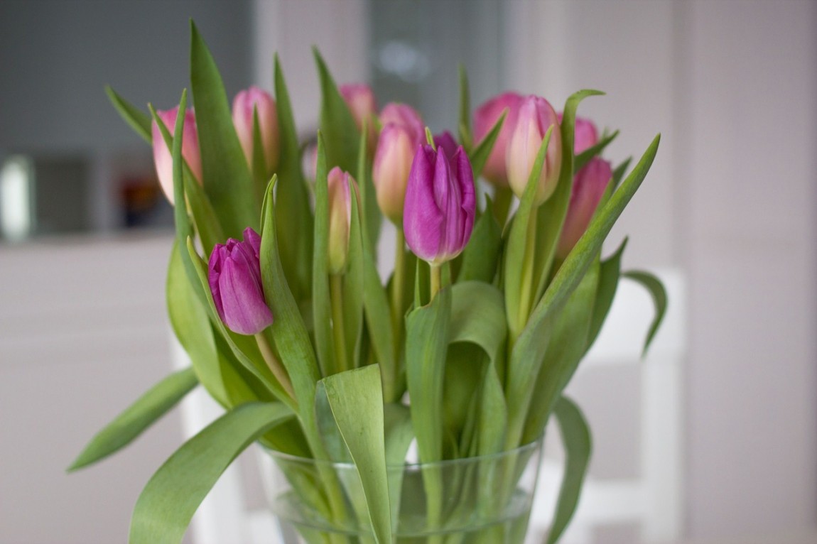tulips-626582_1280