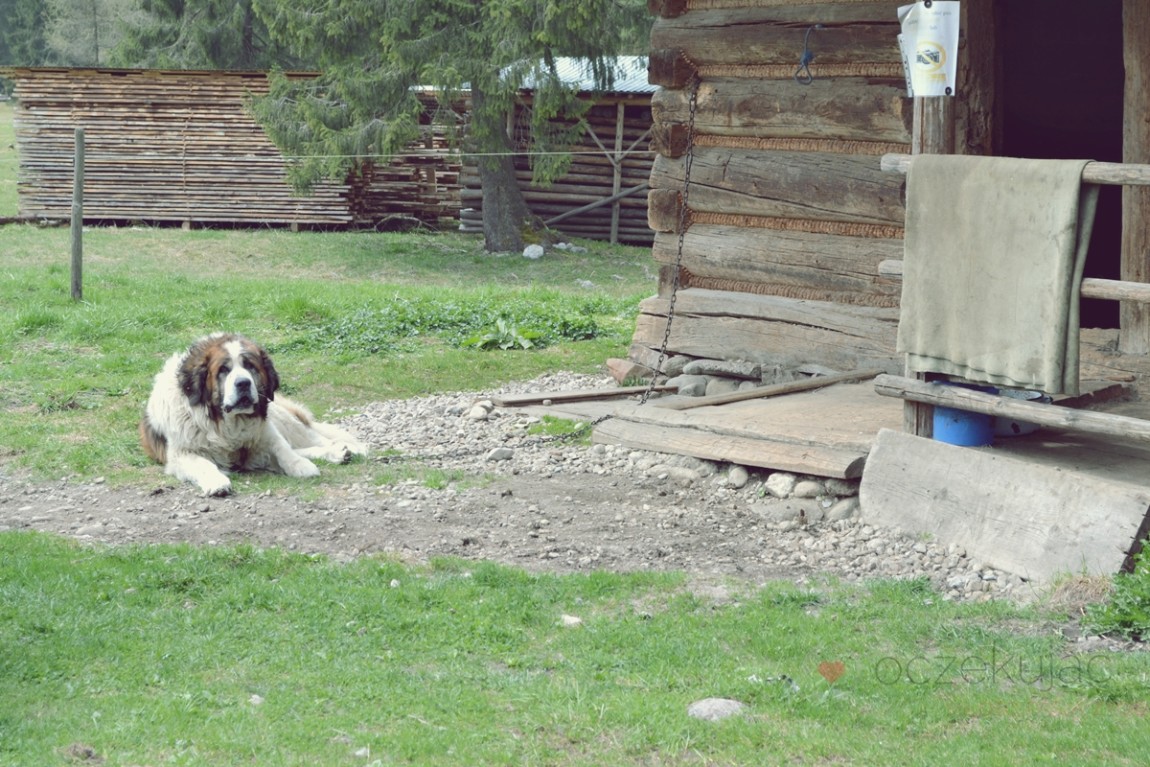 100005zakopane wedrowki