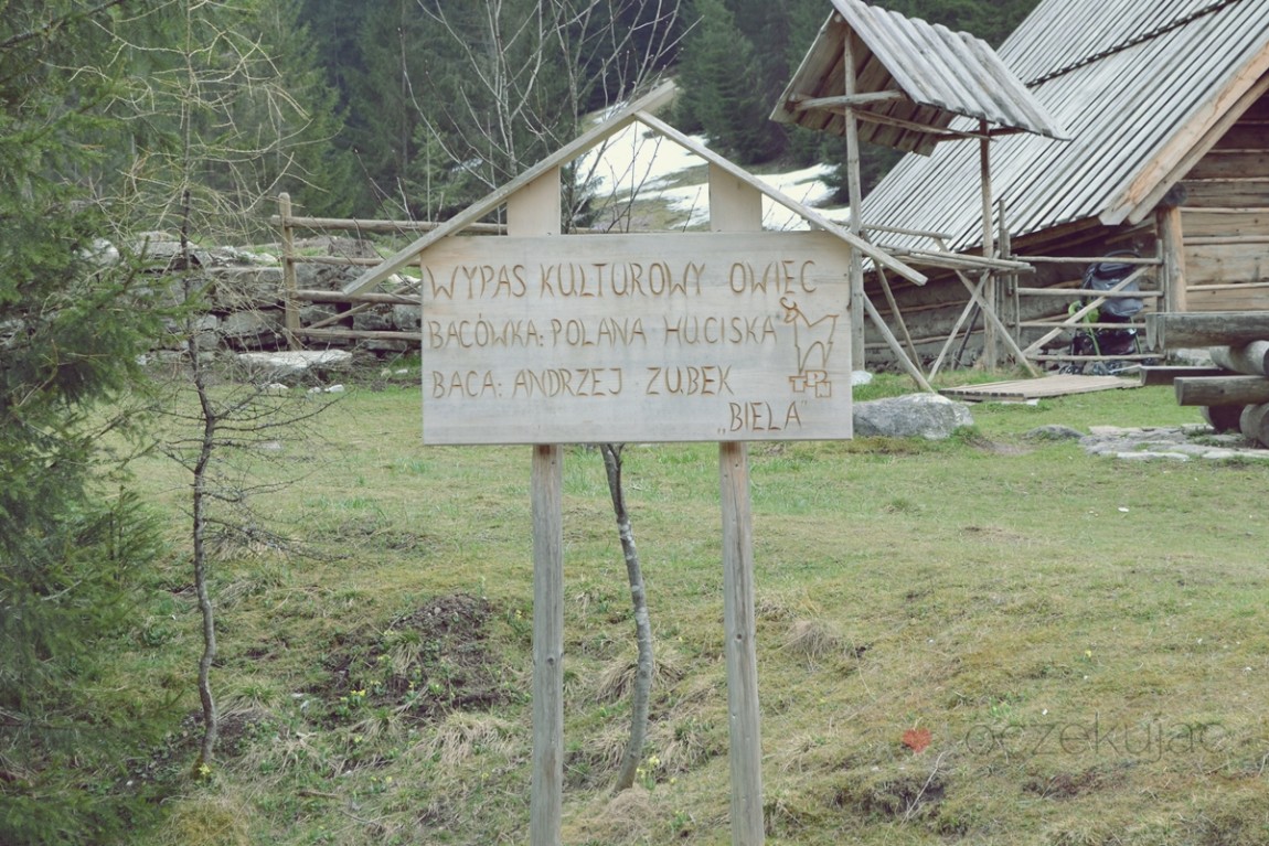 100017zakopane wedrowki