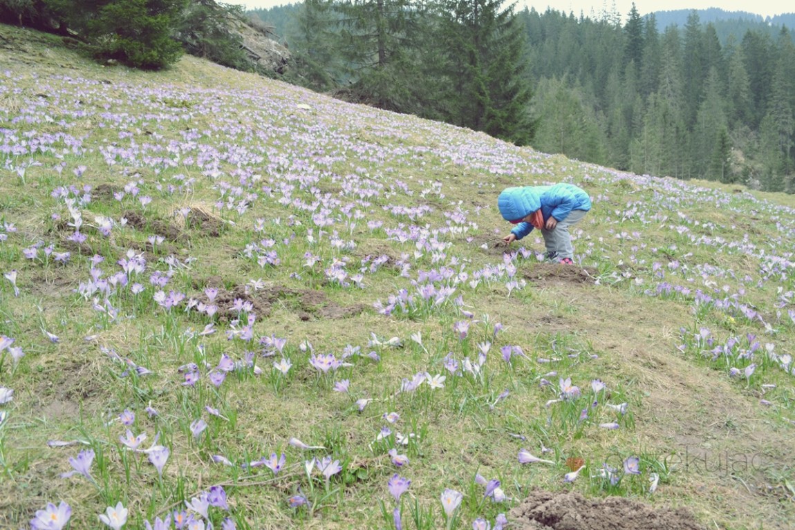 100033zakopane wedrowki