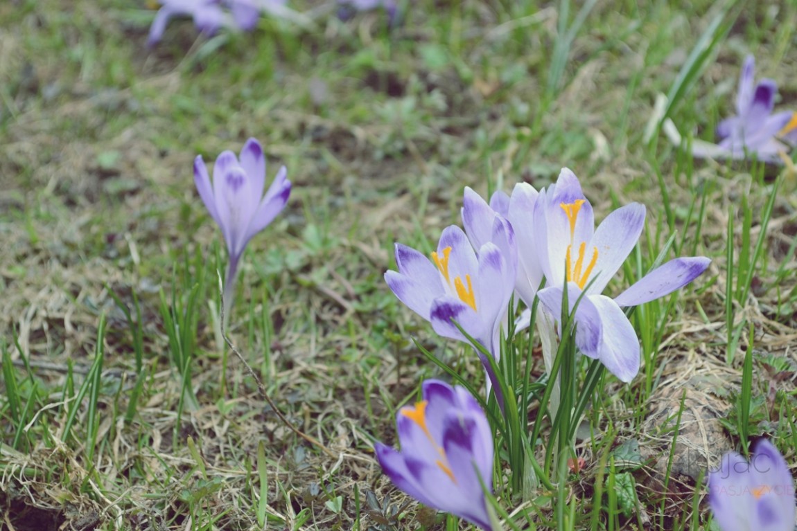 100034zakopane wedrowki