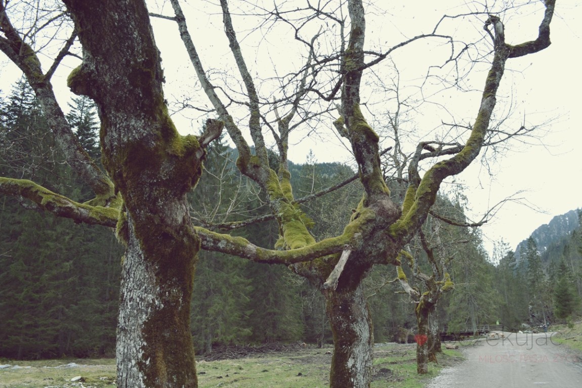 100045zakopane wedrowki