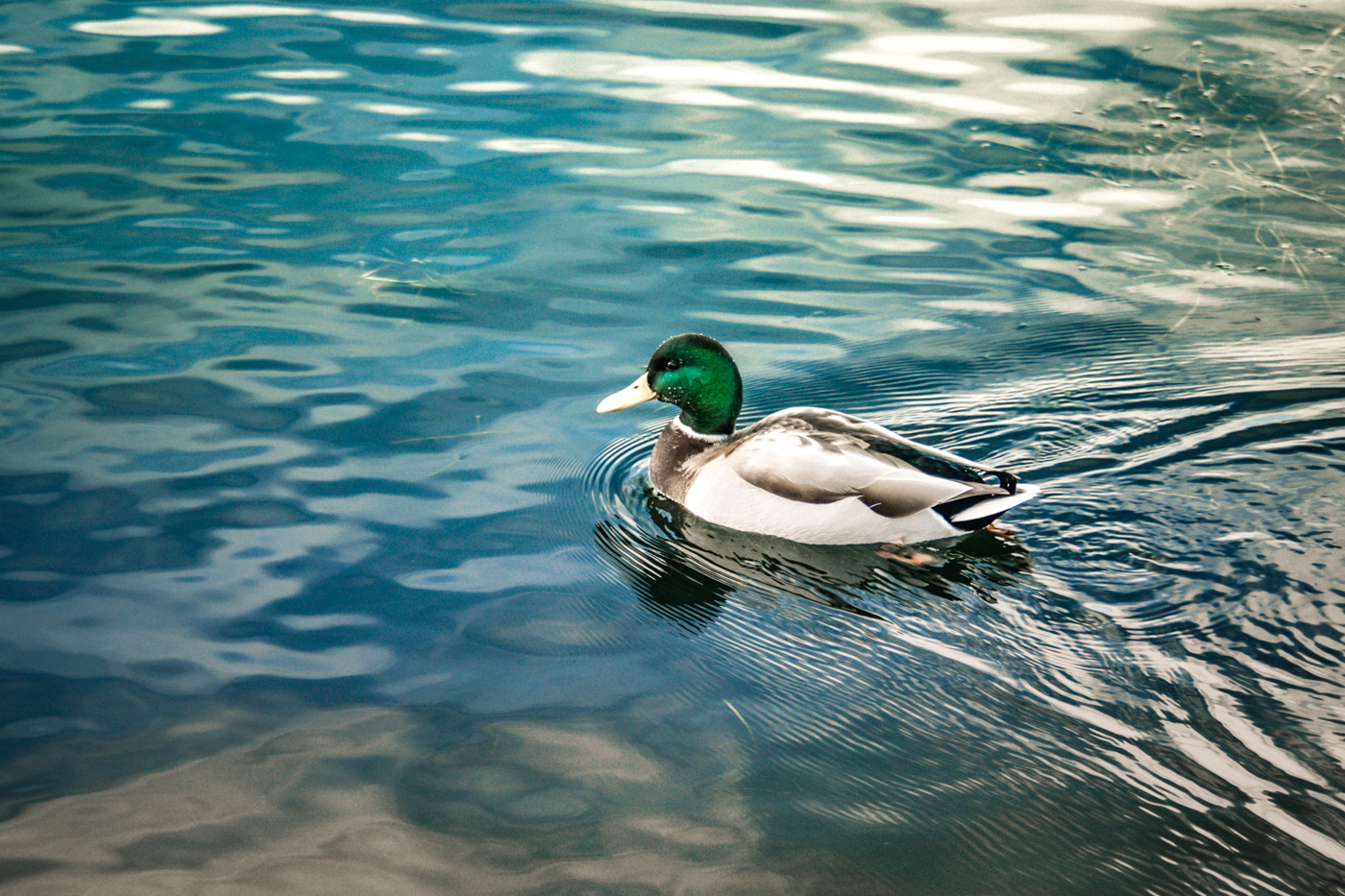 port jastarnia marina-7307