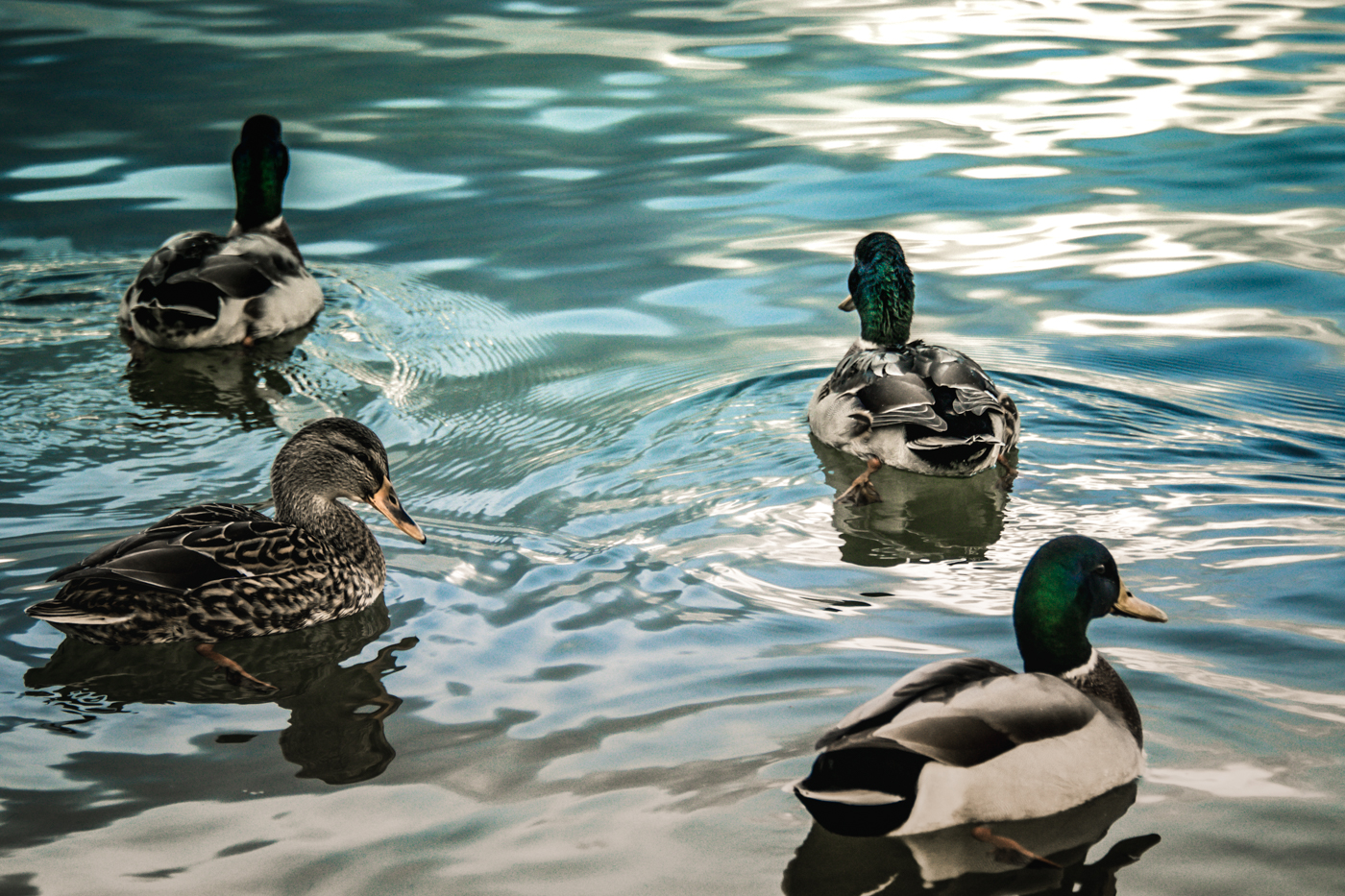 port jastarnia marina-7502