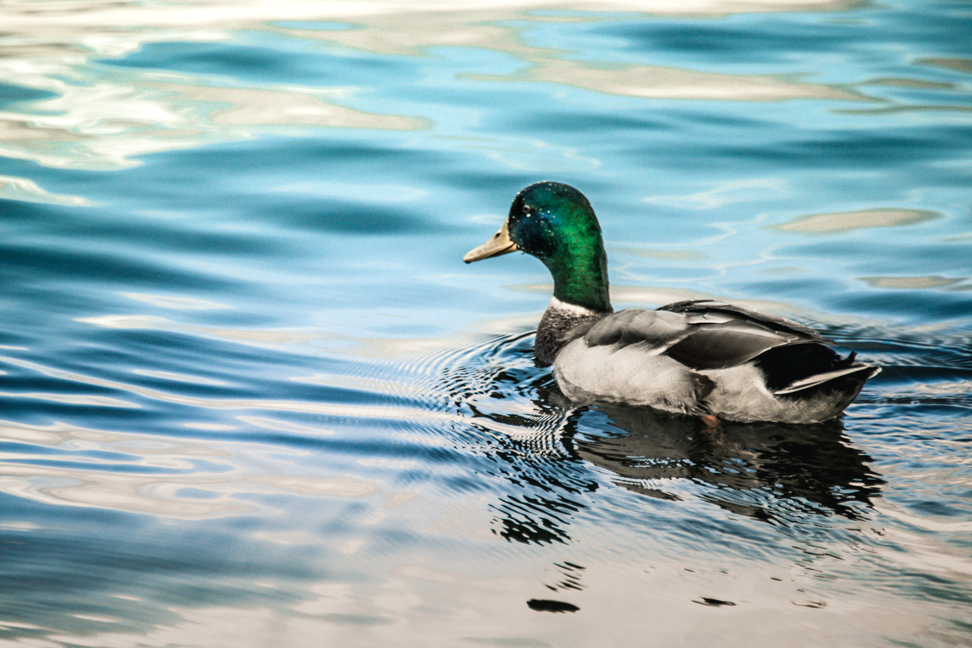 port jastarnia marina-7504