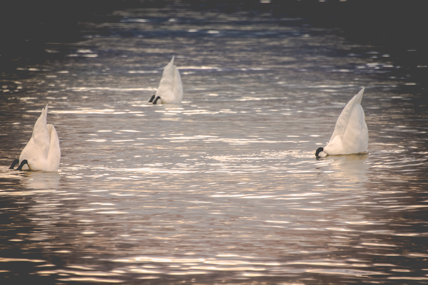 port jastarnia marina-7515